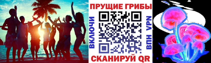 Купить где  Губаха  Галлюциногенные грибы прущие грибы 